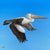 An original painting of an Australian pelican flying against a blue sky by Amanda Gosse