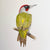 Green Woodpecker by Amanda Gosse Bird Artist