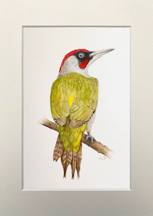Green Woodpecker in White Mount by Amanda Gosse Bird Artist