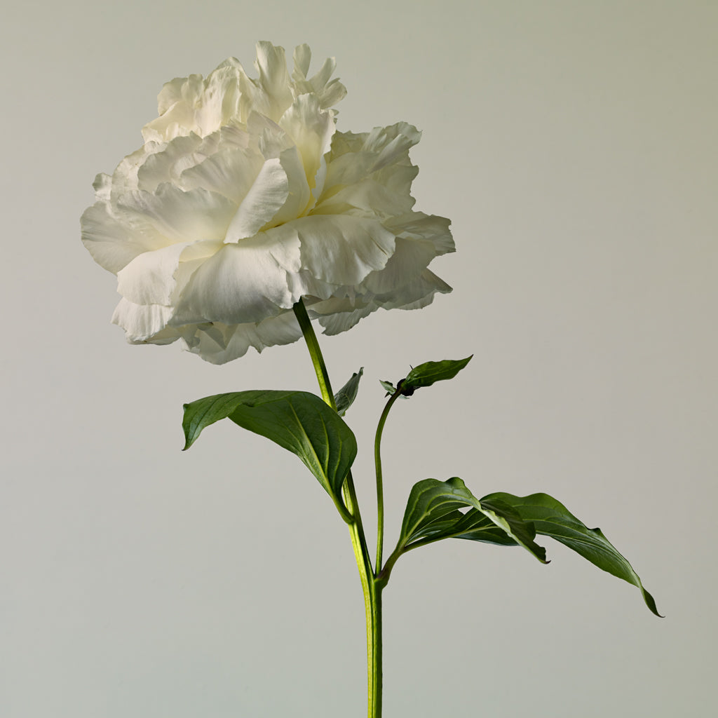 Peony photograph by Michael Frank