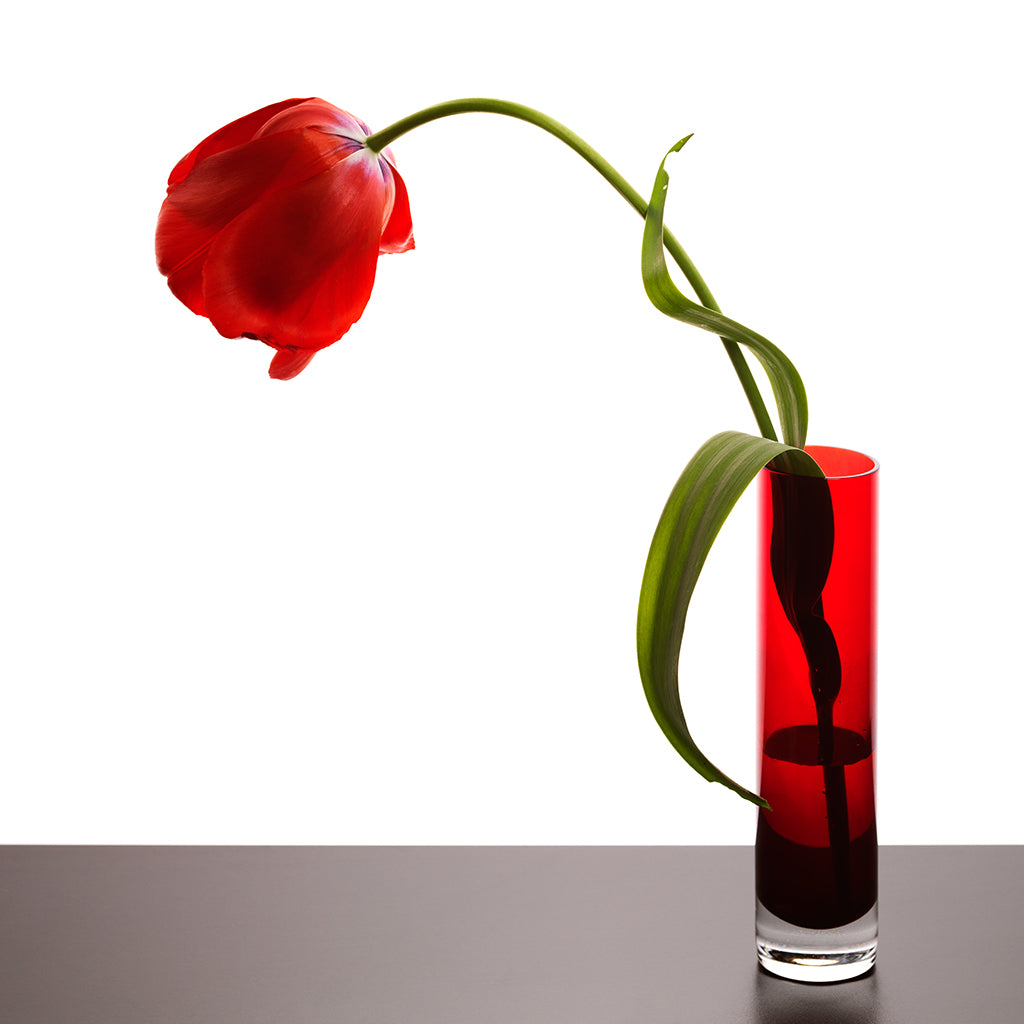 Imperfection red tulip photograph by Michael Frank