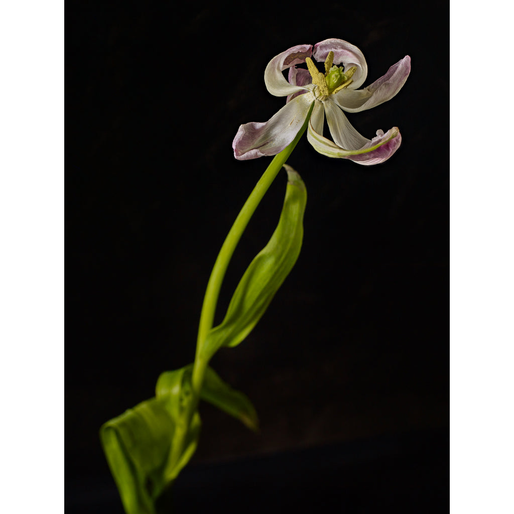 Spent Tulip photograph by Michael Frank