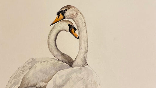 two swans close together, an original watercolour painting by helen trevisiol duff