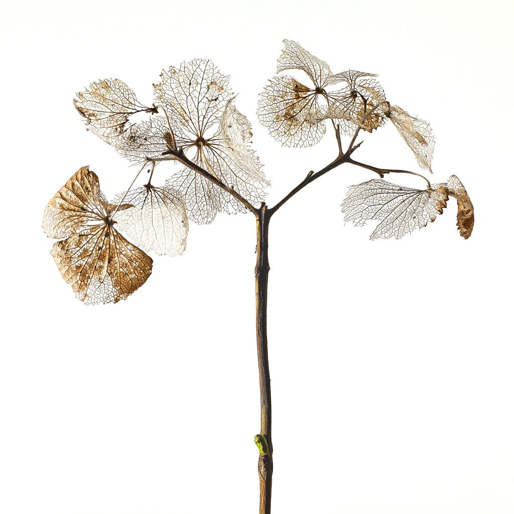 Michael Frank Collection