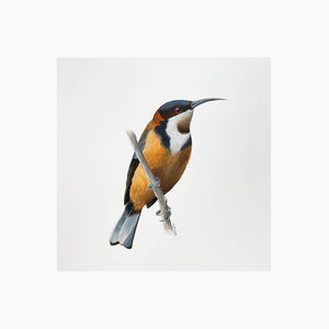 Fine art giclée print of an Australian Eastern Spinebill Bird by artist Amanda Gosse