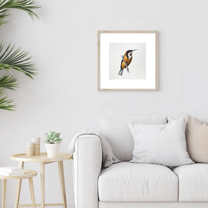 Wall mounted fine art print of an Australian Eastern Spinebill Bird by artist Amanda Gosse