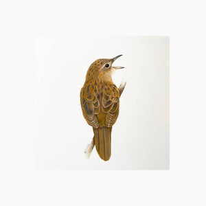 Fine art giclée print of a grasshopper warbler bird by artist Amanda Gosse