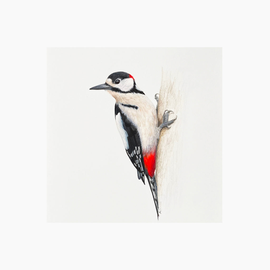 Fine art giclée print of a Greater Spotted Woodpecker bird by artist Amanda Gosse