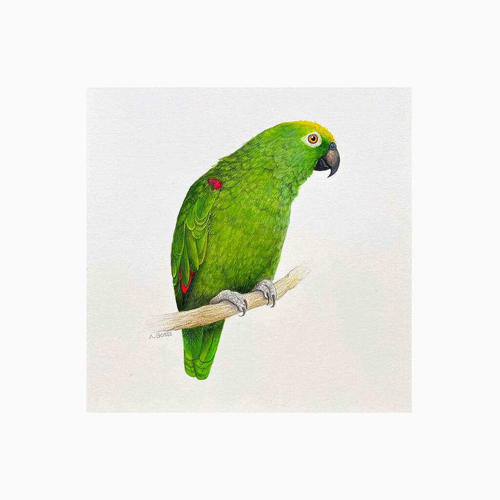 Fine art giclée print of an Amazon Parrot bird by artist Amanda Gosse