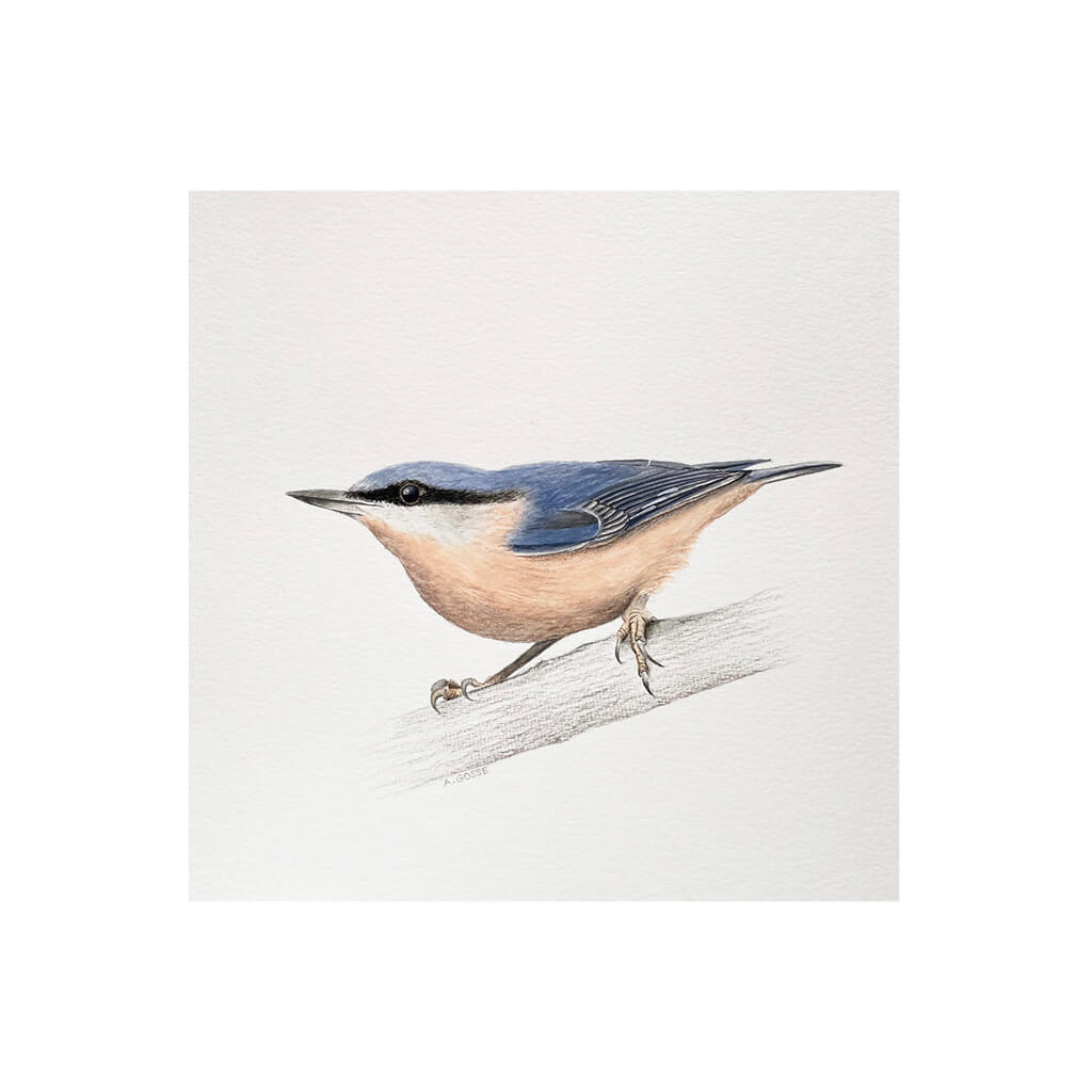 Fine art giclée print of a nuthatch bird by artist Amanda Gosse