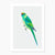 Fine art giclée print of a Mallee Ringneck Parrot by artist Amanda Gosse