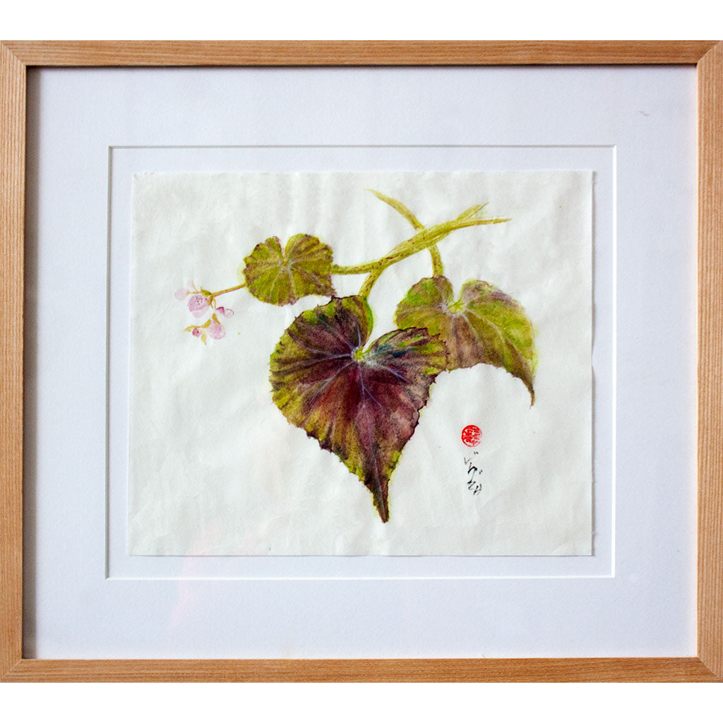 mounted and framed image of the wild Begonia in flower