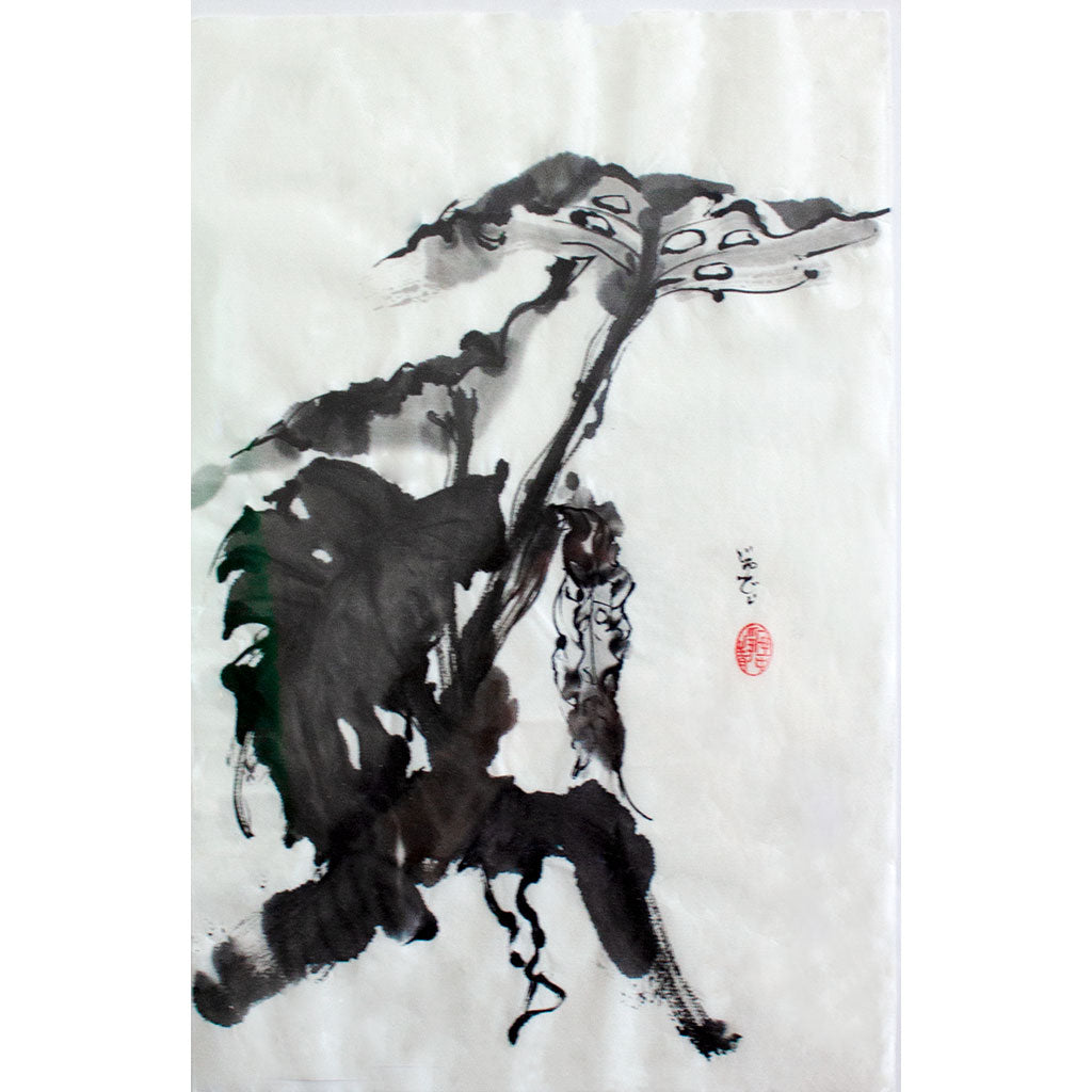 Monstera Deliciosa - the Swiss Cheese Plant