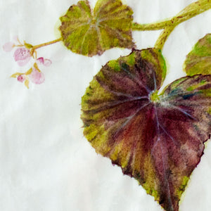 Detail from the wild Begonia in flower
