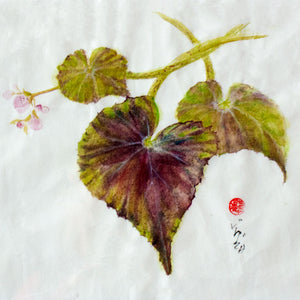 unframed image of the wild Begonia in flower