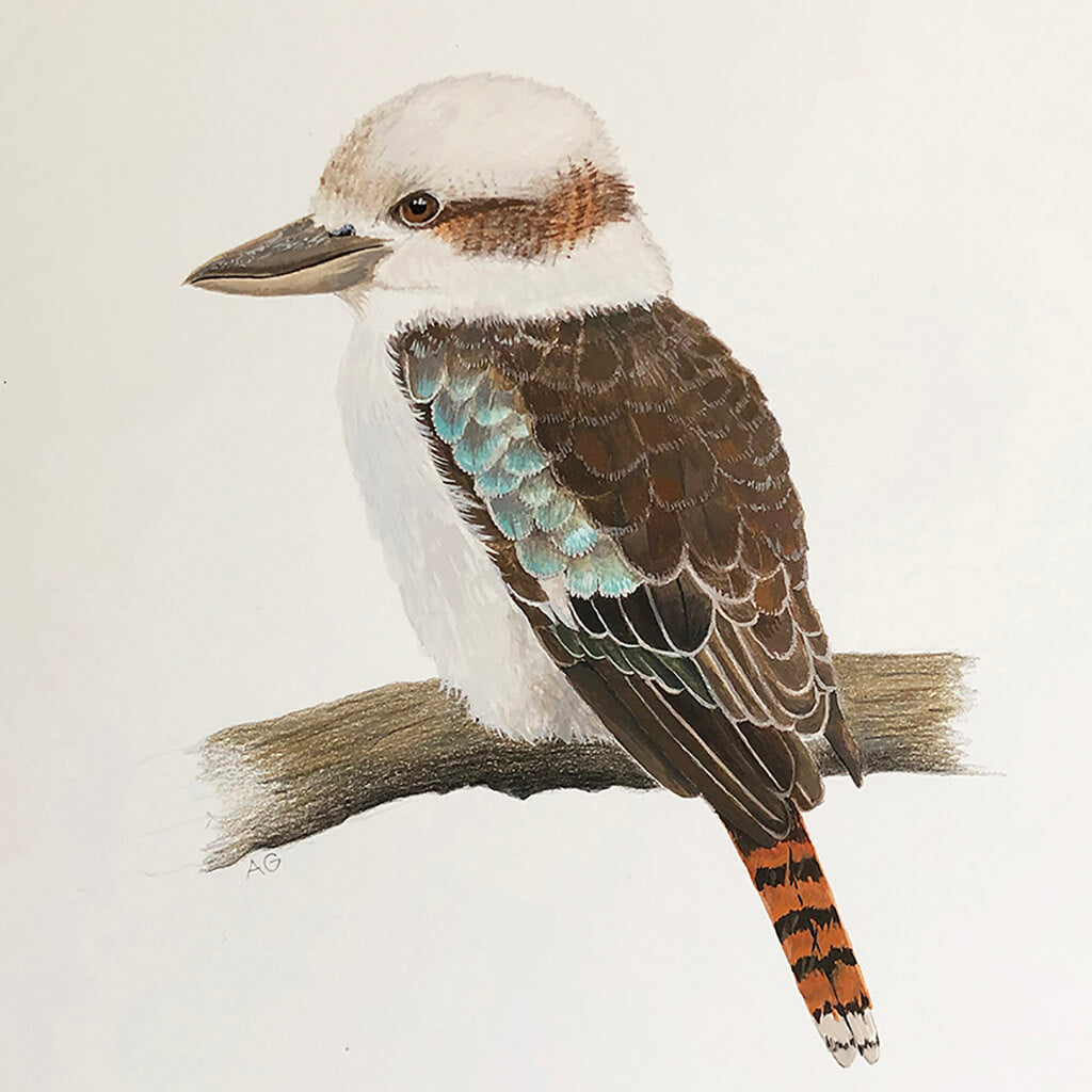 Australian kookaburra original gouache and pencil artwork by Amanda Gosse