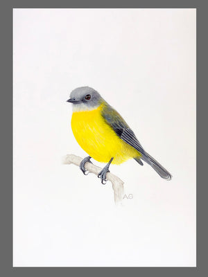Original gouache and pencil painting of an Eastern Yellow Robin by Amanda Gosse