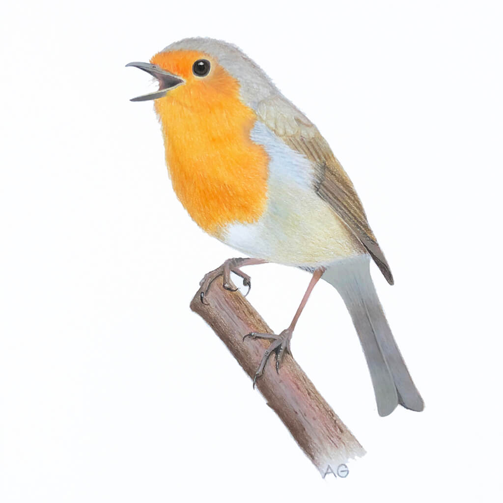 An original painting of a singing robin redbreast by artist Amanda Gosse