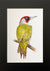 Green Woodpecker in Black Mount by Amanda Gosse Bird Artist