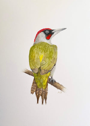 Green Woodpecker in No Mount by Amanda Gosse Bird Artist