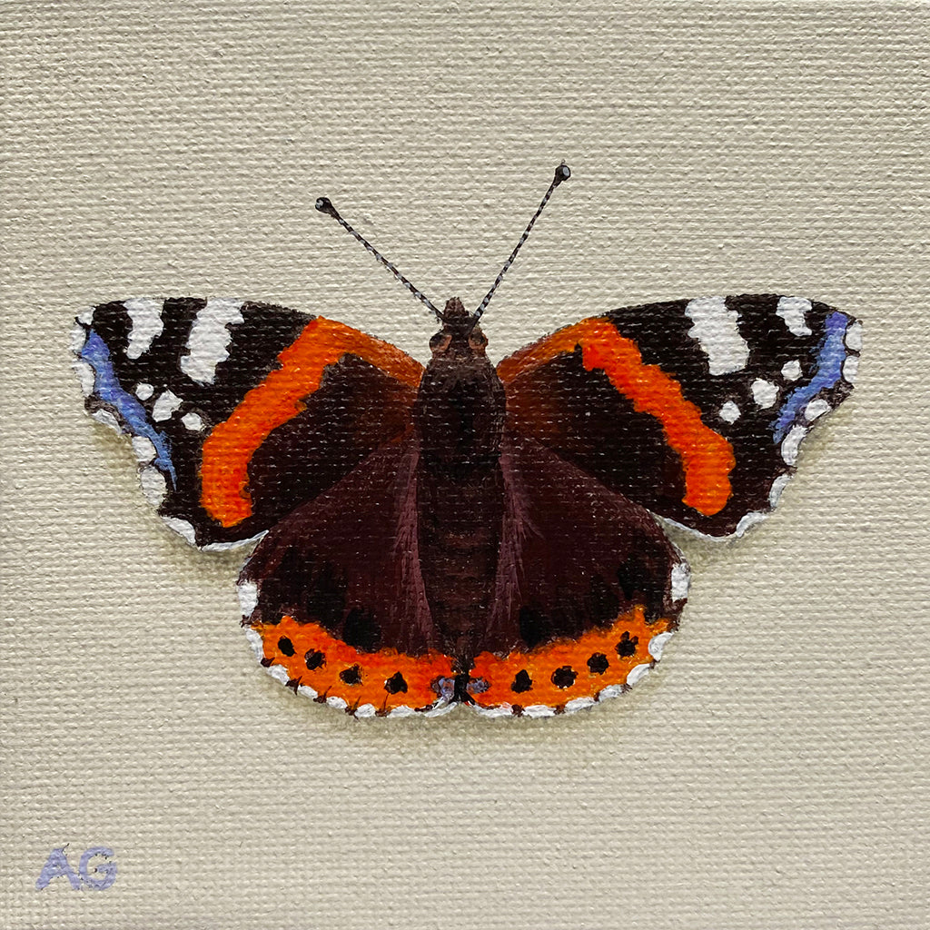 Original miniature acrylic on canvas panel artwork of a British red admiral butterfly by artist Amanda Gosse