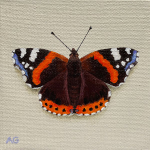 Original miniature acrylic on canvas panel artwork of a British red admiral butterfly by artist Amanda Gosse