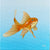 Fantail Goldfish original miniature acrylic on canvas by Amanda Gosse