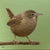 Wren bird original miniature painting in acrylic on canvas panel