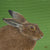 Miniature painting of a hare by Amanda Gosse with green background