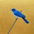Cerulean Paradise Flycatcher by Amanda Gosse