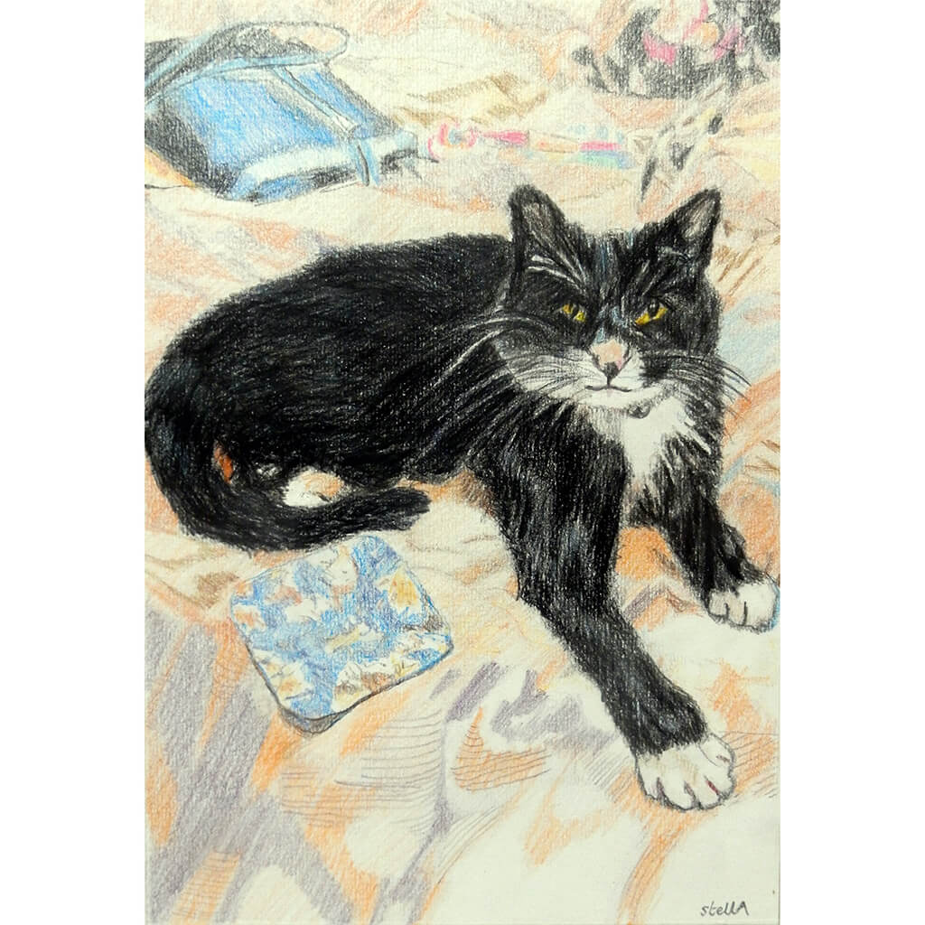 The Black and White Cat pet portrait by Stella Tooth