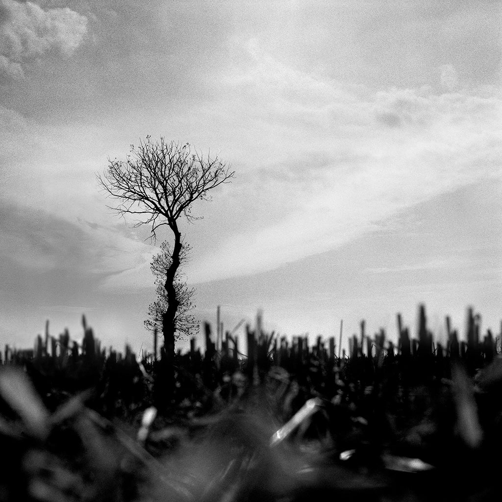 Brittany 03 black and white photograph by Michael Frank