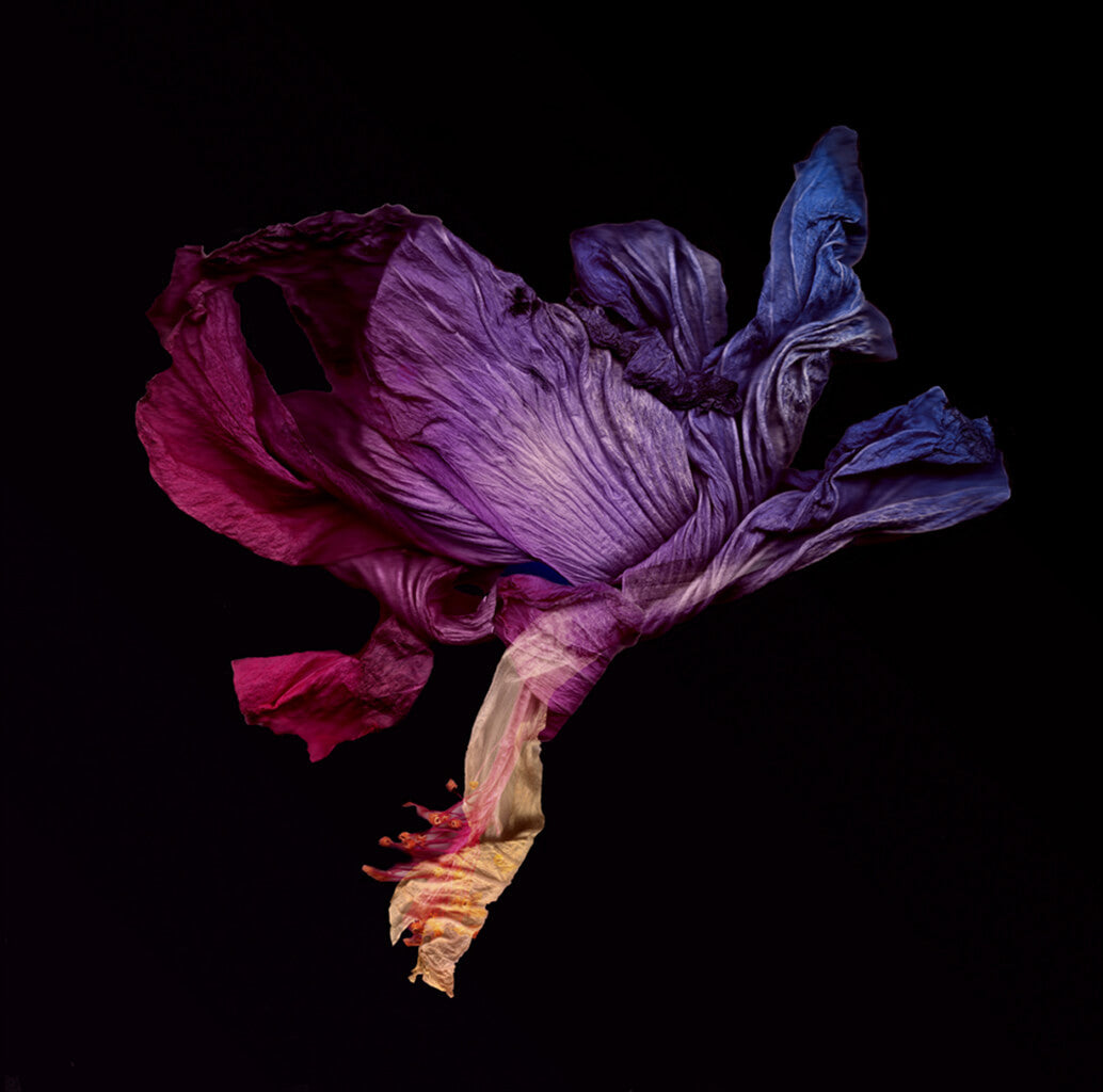 Elegy IV by Michelle Elwell