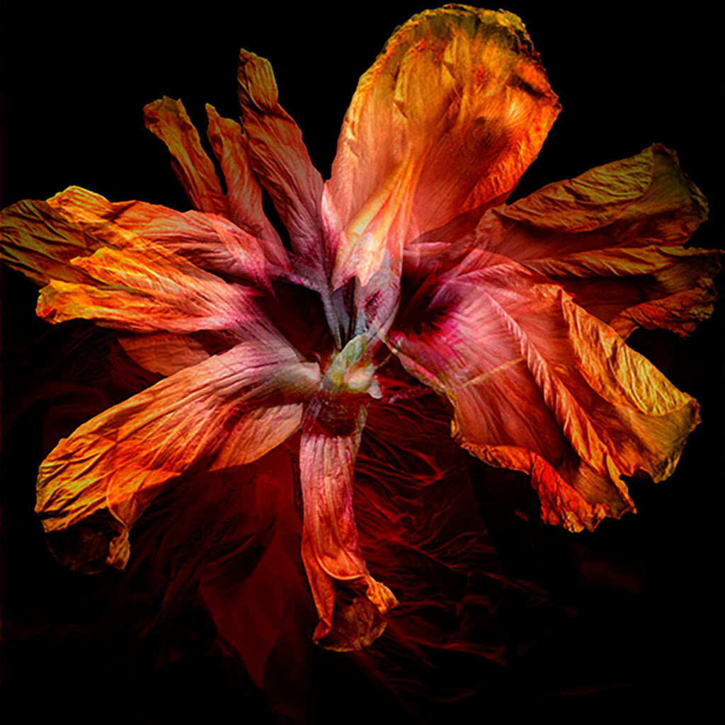 Ethereal by Michelle Elwell