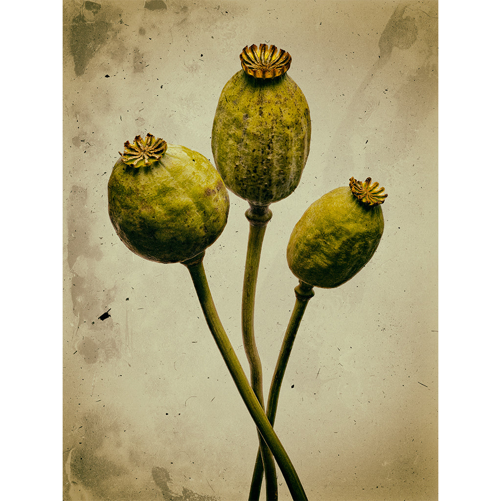 3 Poppies photograph by Michael Frank
