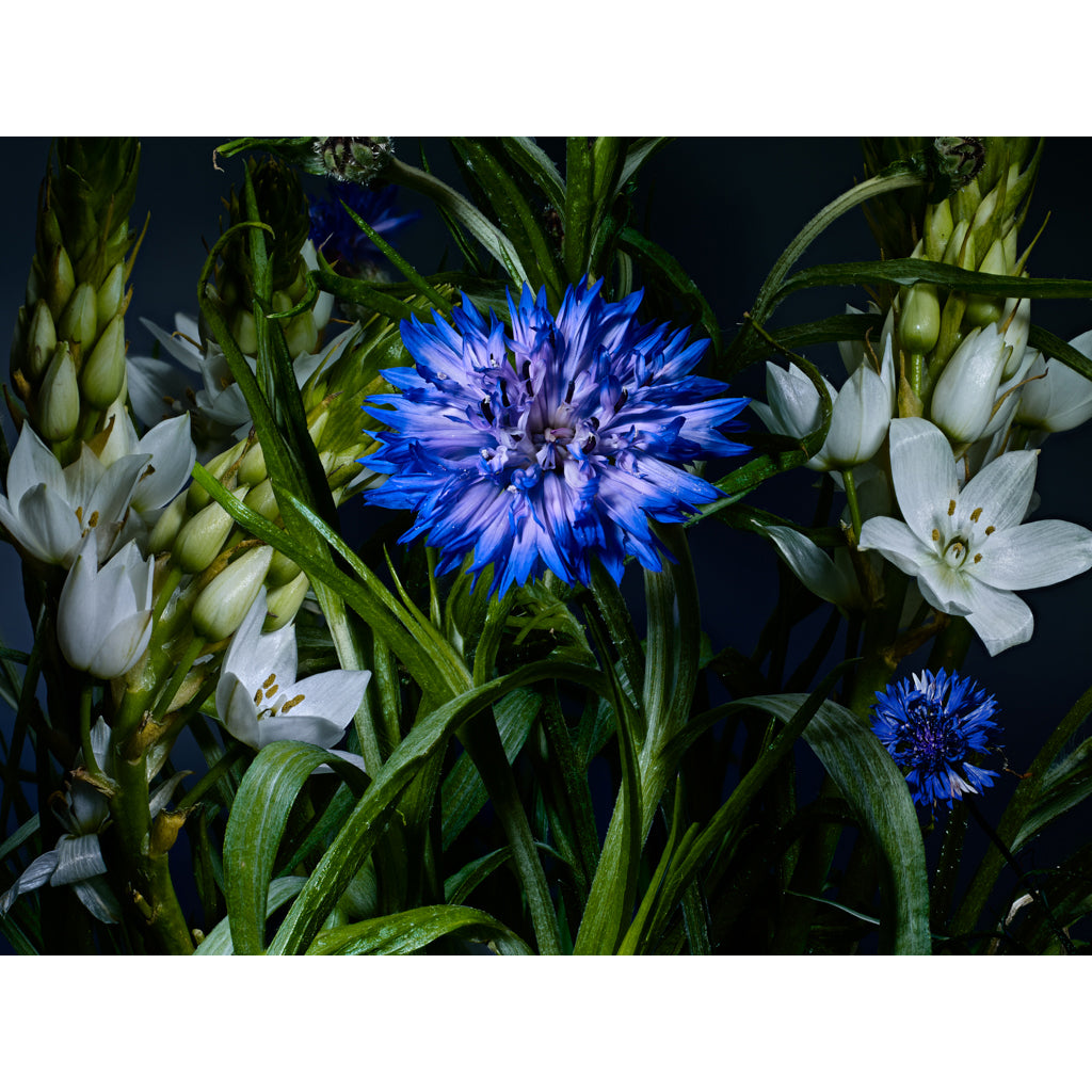 Undergrowth by Michael Frank