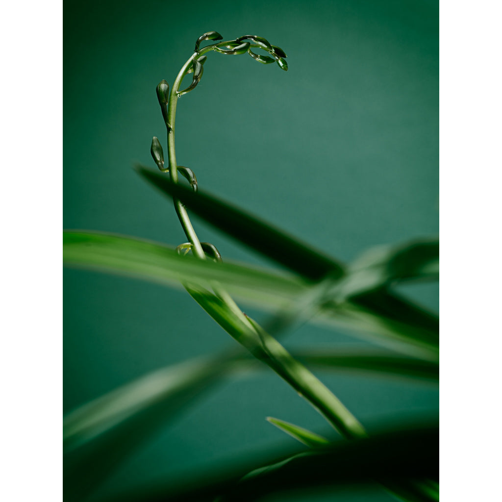 Orchid 01 photograph by Michael Frank