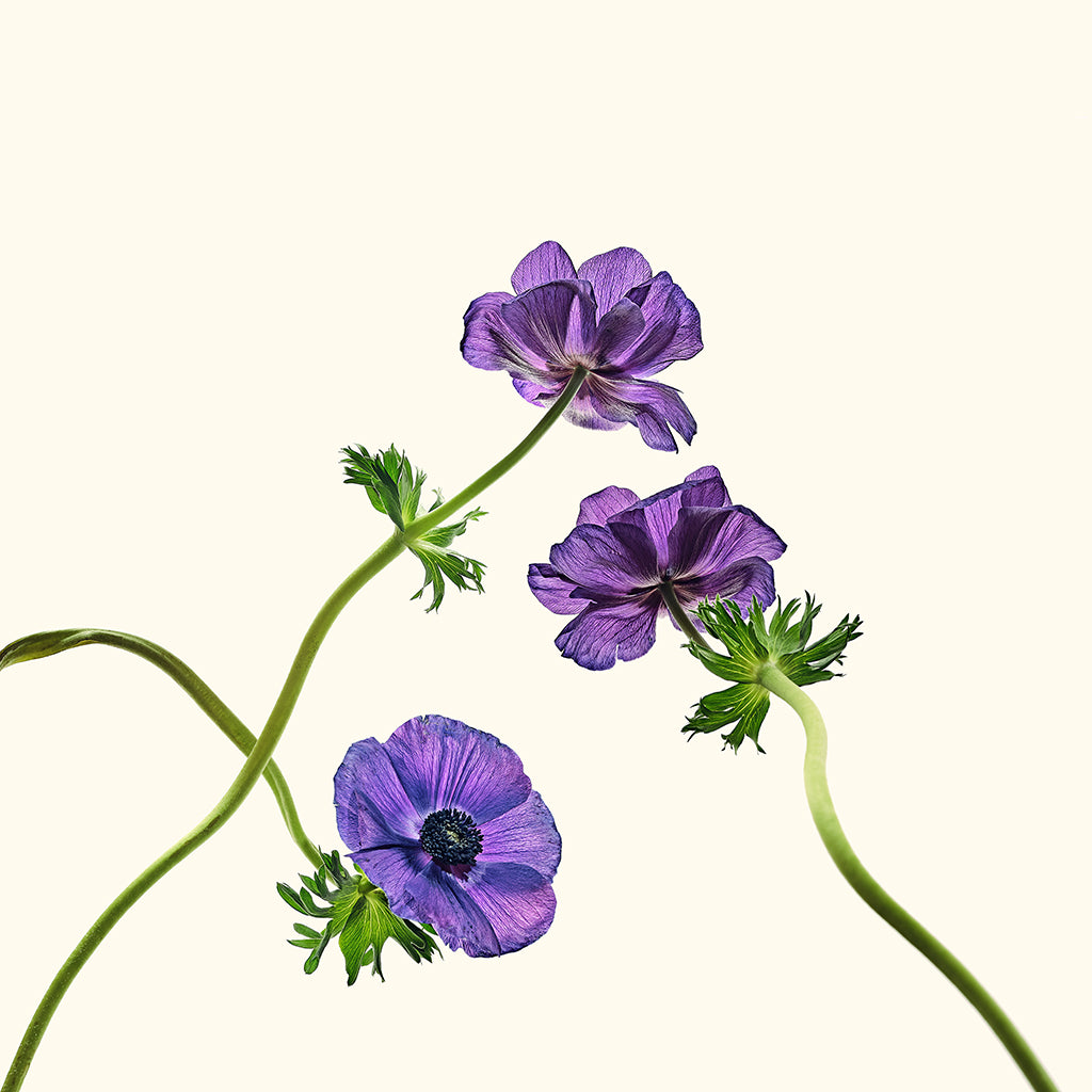 3 anemones photograph by Michael Frank