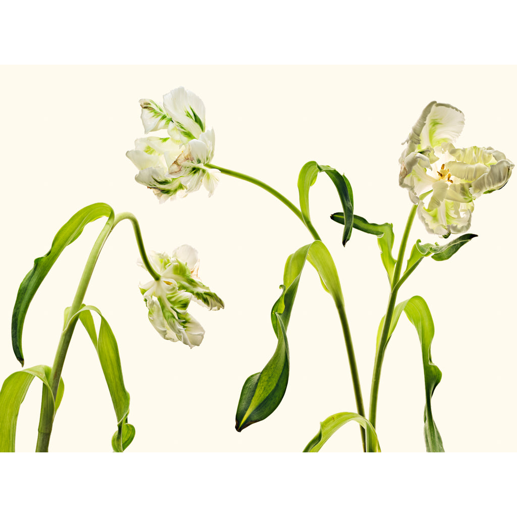 3 Tulips photograph by Michael Frank