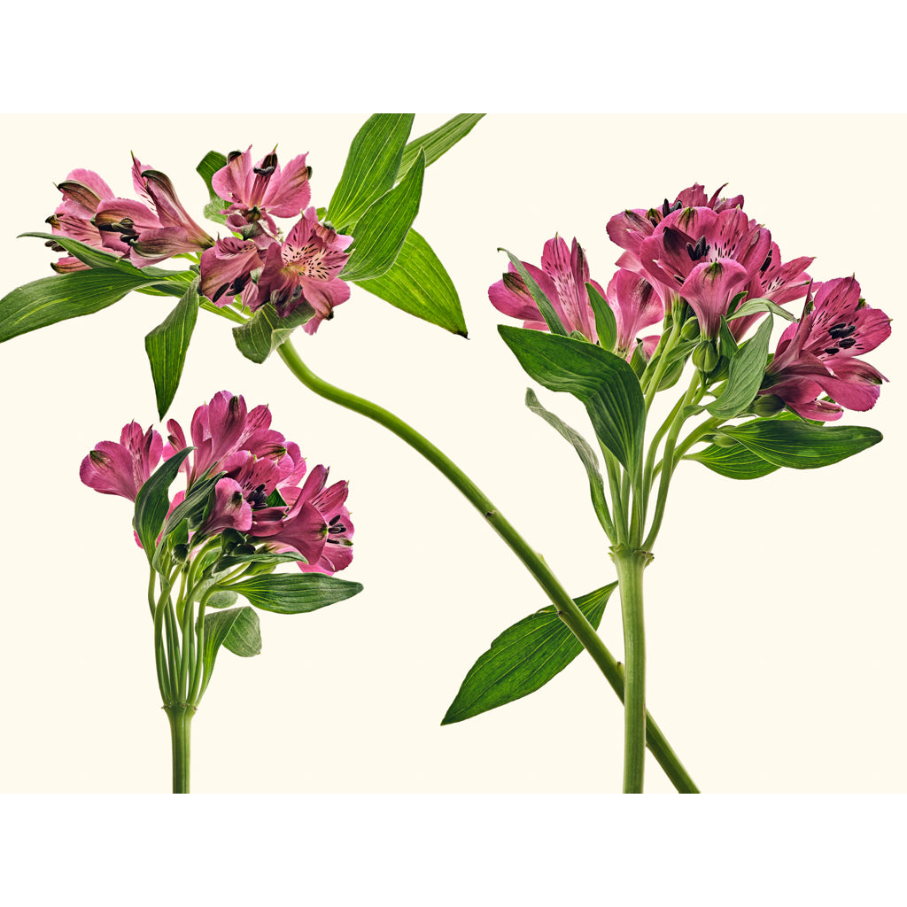 Lily of the incas photography by Michael Frank