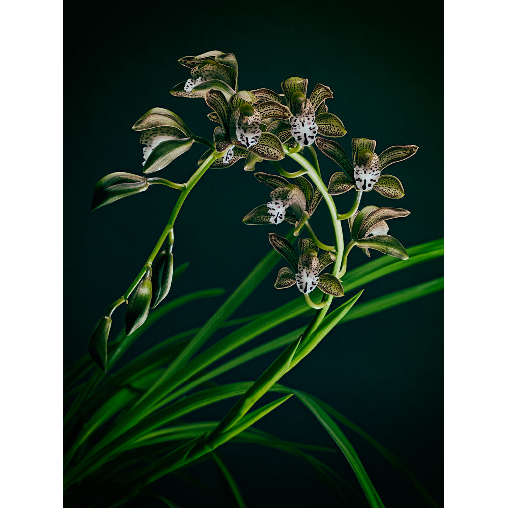 Orchid 02 photograph by Michael Frank