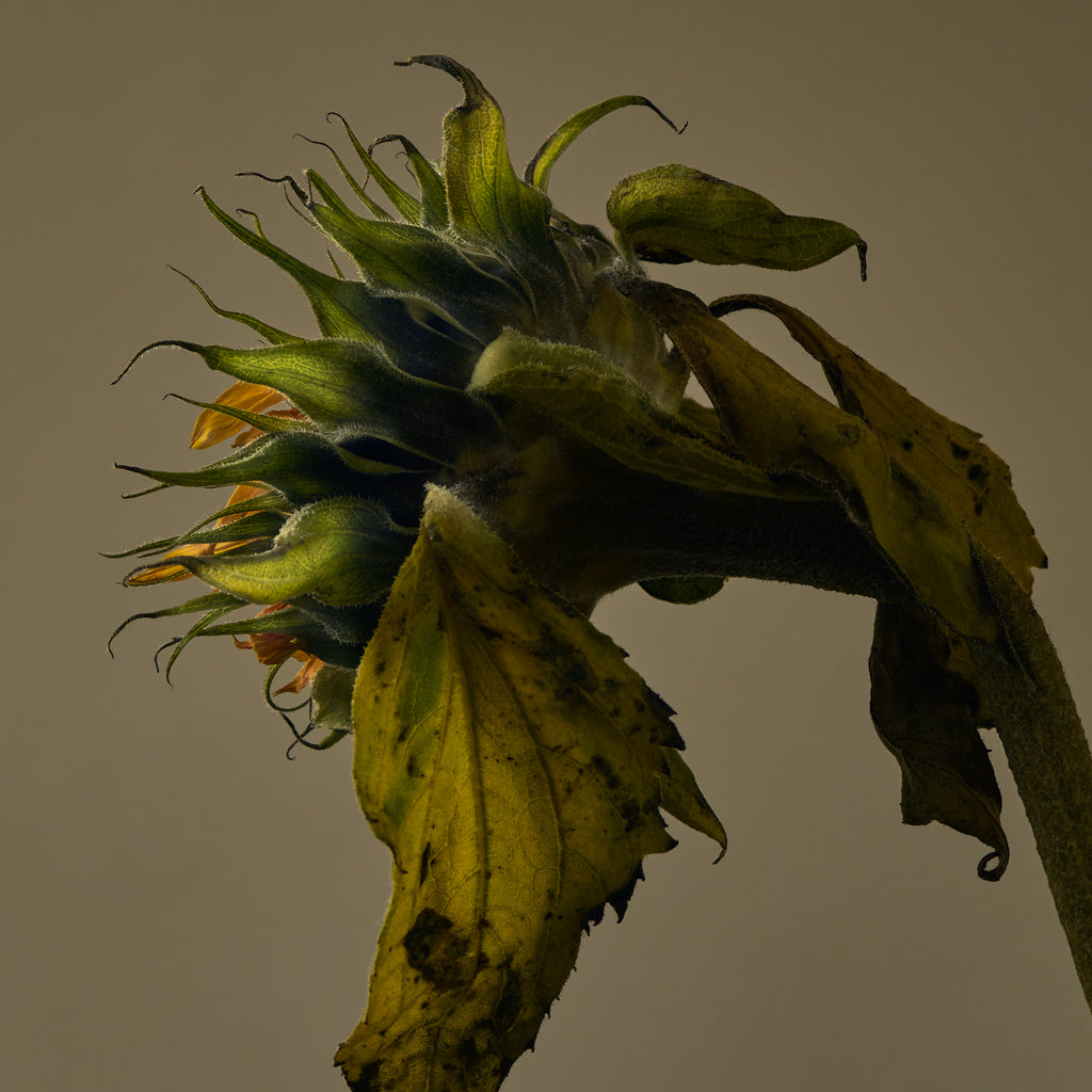 Sunflower photograph by Michael Frank