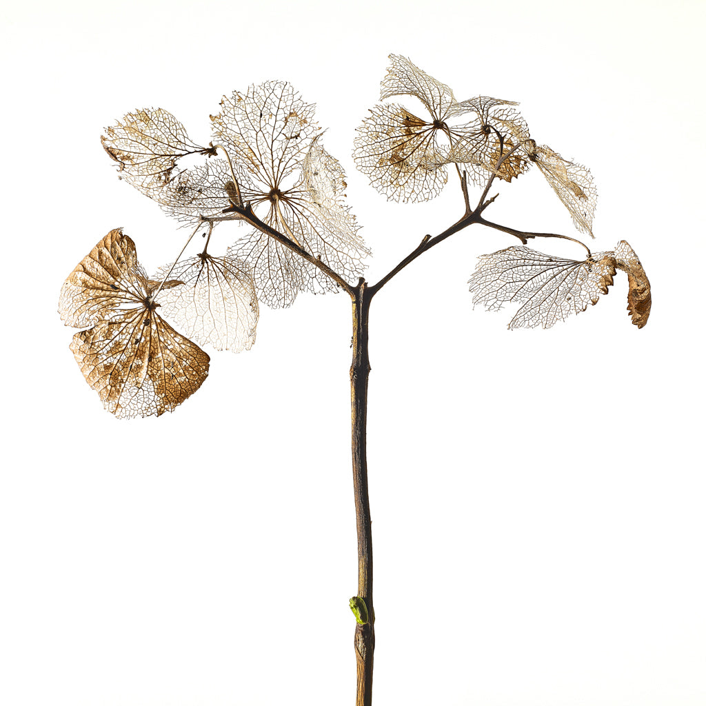 Hydrangea photograph by Michael Frank