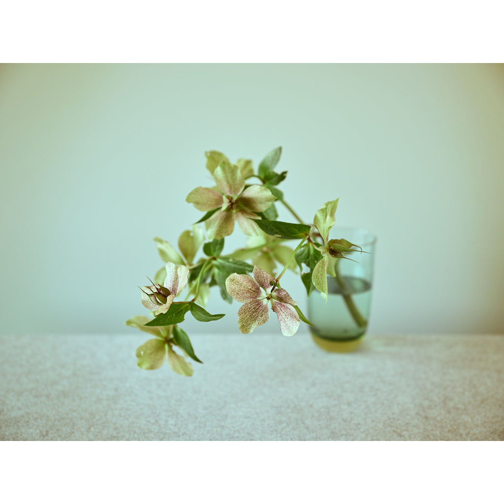 Hellebore photograph by Michael Frank