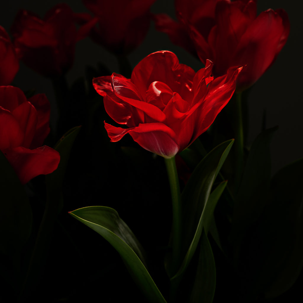 Red Tulip photograph by Michael Frank