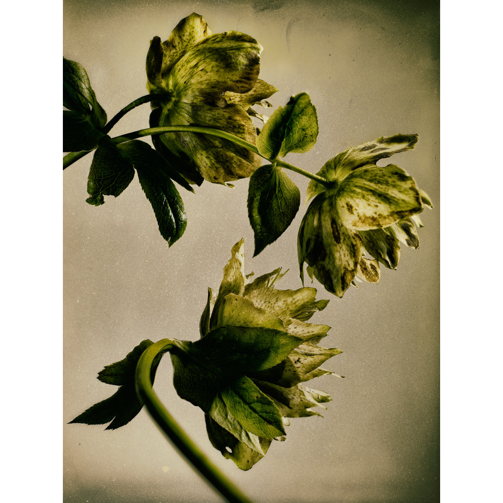 Hellebore 73 photograph by Michael Frank