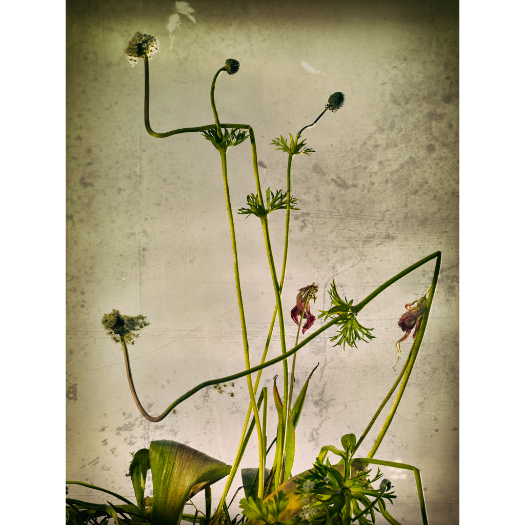 Summer Is Over 02 photograph by Michael Frank