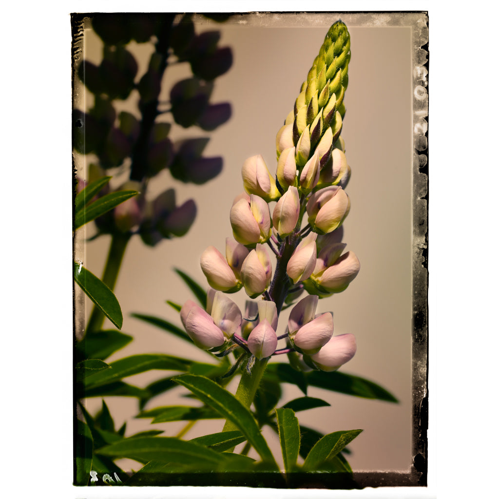 Lupin photograph by Michael Frank