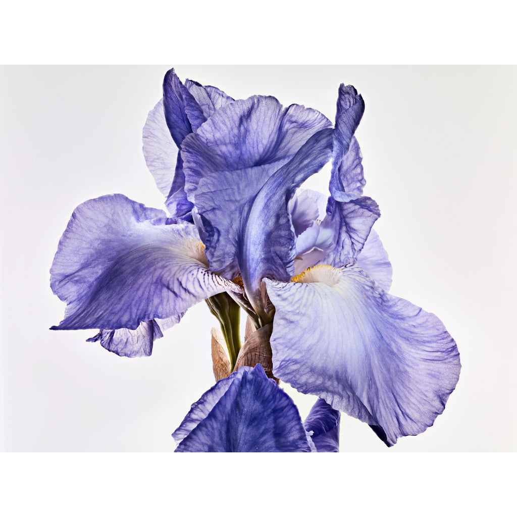 Iris photograph by Michael Frank