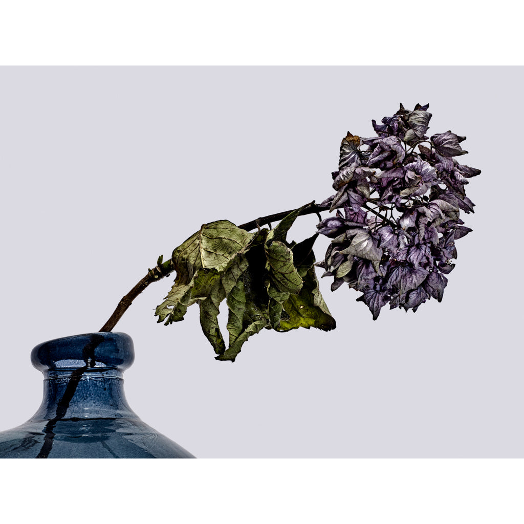 Spent Hydrangea photograph by Michael Frank